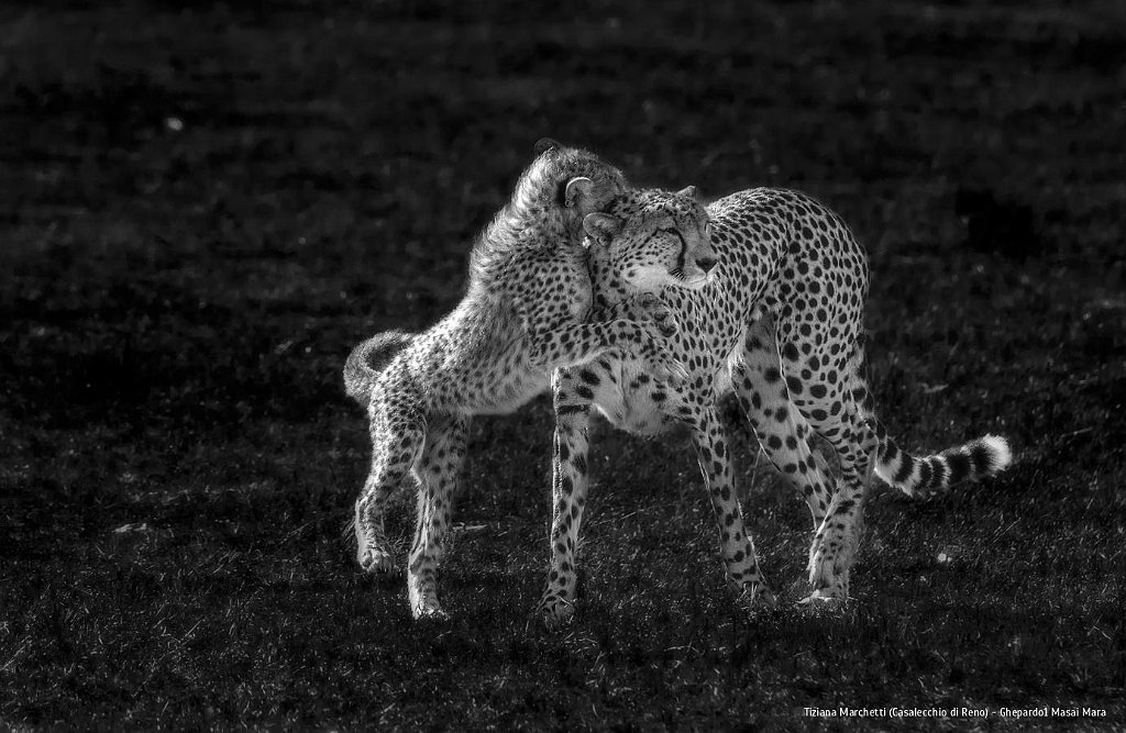 Tiziana Marchetti (Casalecchio di Reno) - Ghepardo1 Masai Mara.jpg